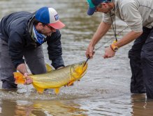 Další krásné dorádo