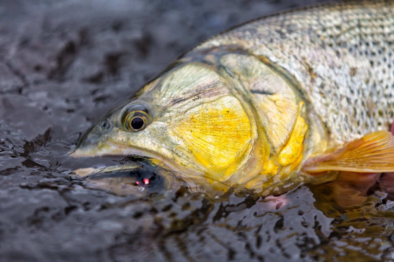 Dorado se svou ko�ist�