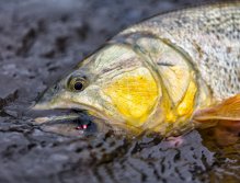 Dorado se svou kořistí