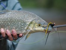 Na řece Rio Dorado ulovíte na streamer i jiné druhy ryb