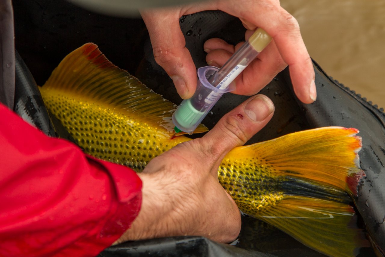 Odb�r krve pro v�deck� ��ely