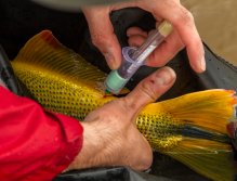 Odběr krve pro vědecké účely