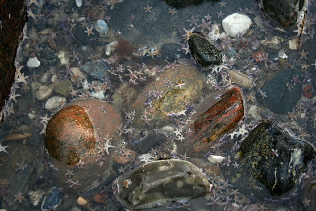 Mal� mo�sk� hv�zdice