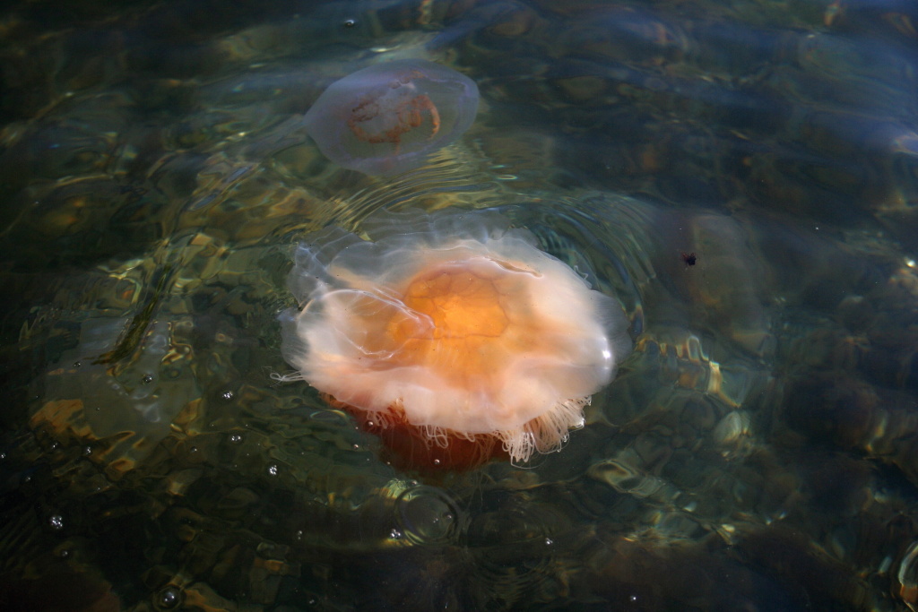 �ast� spole�n�k