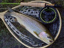 Krásně vybarvený duhák ve skvělé kondici