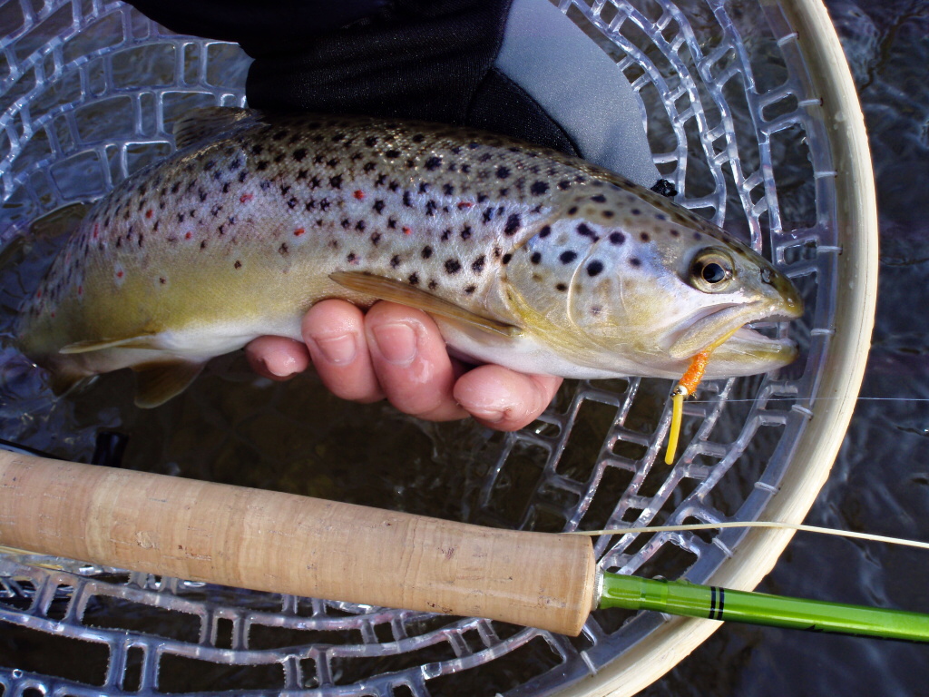 Te�kovan� krasavec p�zuje do objektivu