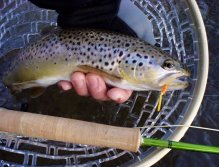 Tečkovaný krasavec pózuje do objektivu