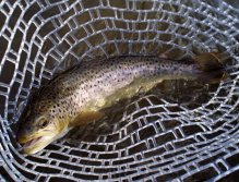 Potočák v podběráku - Silikonová síťka je velice šetrná k povrchu rybího těla!