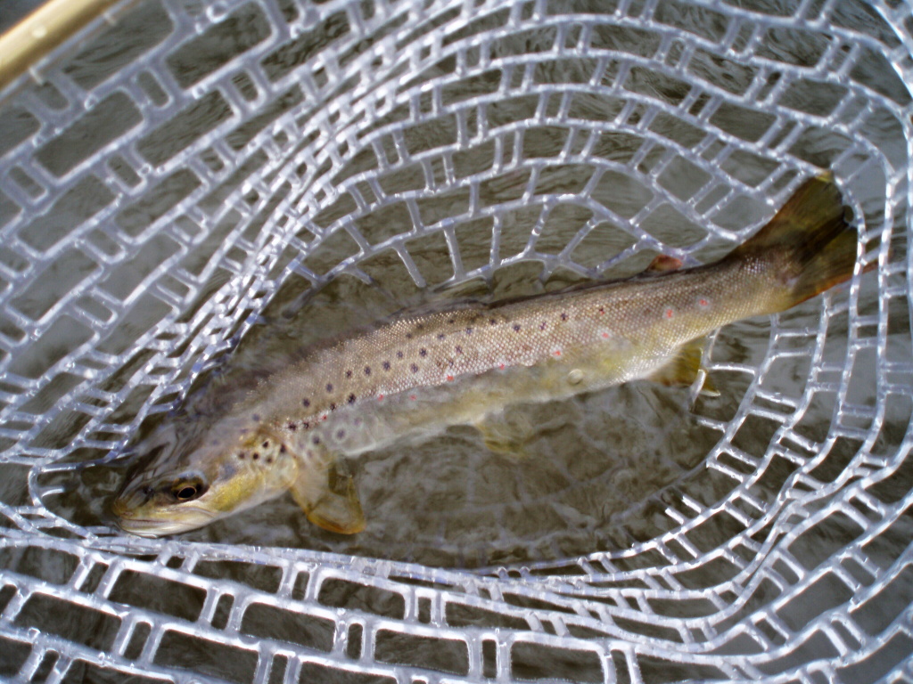 Prvn� �lovek na sebe nenechal dlouho �ekat