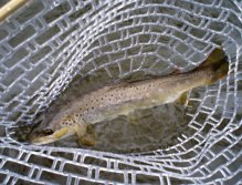 První úlovek na sebe nenechal dlouho čekat