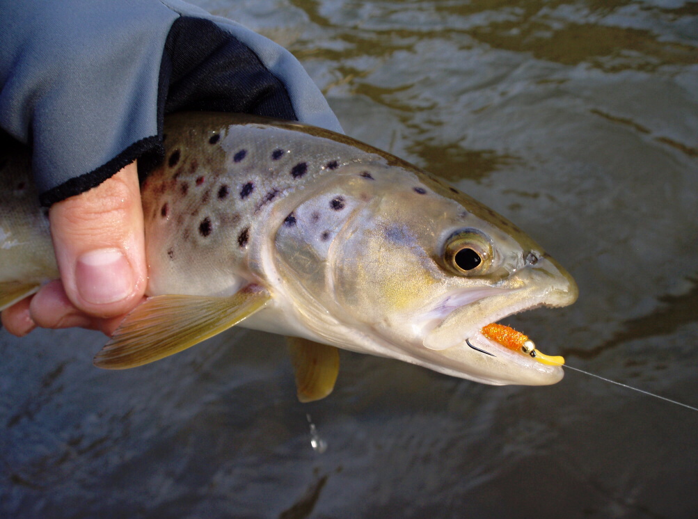 Dal�� p�kn� poto��k chycen� na vzor "Orange Squirmy"