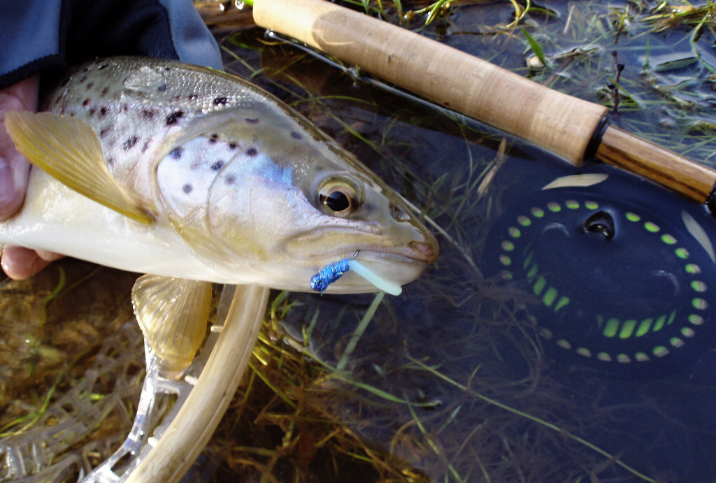 N�kdy je dobr� experimentovat a zkusit netradi�n� barevn� variace... "Blue Worm"