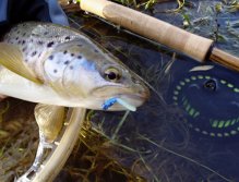 Někdy je dobré experimentovat a zkusit netradiční barevné variace... "Blue Worm"