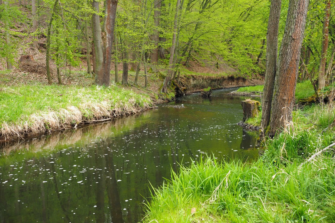 Koc�ba u Brat��nova