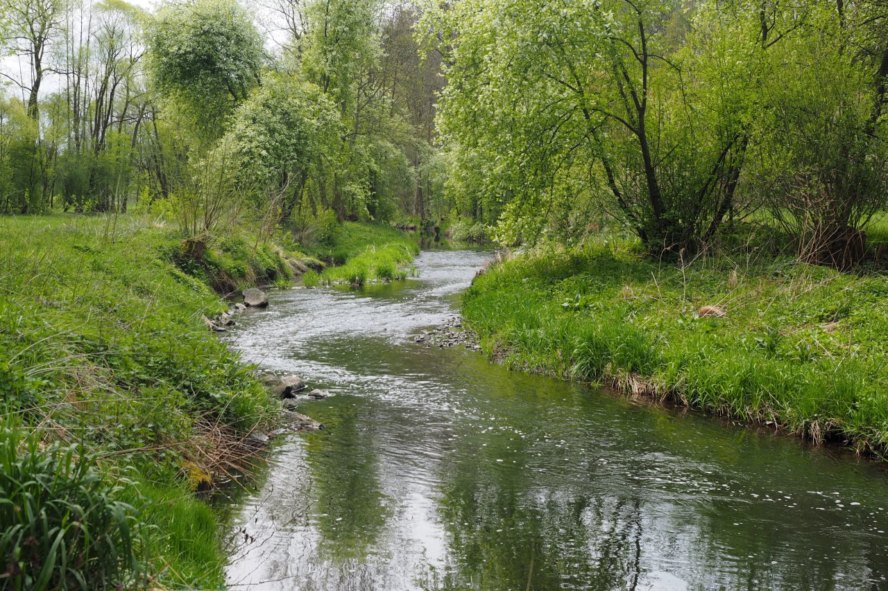 Koc�ba u Velk� Le�ice