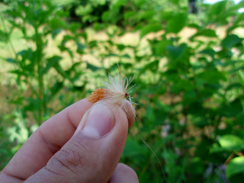 Sedge Ultimate - Sko�icov� v�t�zstv�!