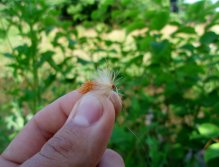 Sedge Ultimate - Skořicové vítězství!