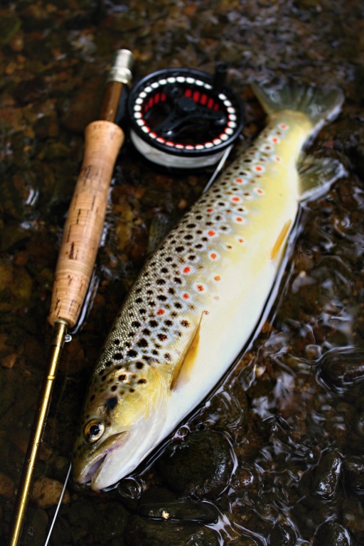 Te�kovan� p�ekvapen� v podob� kr�sn�ho poto��ka! Pstruzi miluj� Goddardy a vzory jim podobn� �i od nich odvozen�