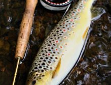 Tečkované překvapení v podobě krásného potočáka! Pstruzi milují Goddardy a vzory jim podobné či od nich odvozené