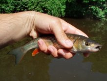 Nejmenší účastník, který přijel okusit, jak chutnají chrostíci od Fulling Millu