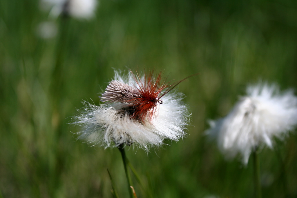 Goddard Sedge - L�ty prov��en� klasika a tak� m�j naprosto nejobl�ben�j�� such� chrost�kov� vzor!