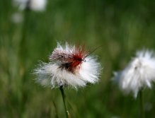 Goddard Sedge - Léty prověřená klasika a také můj naprosto nejoblíbenější suchý chrostíkový vzor!
