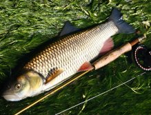 Obrovský tloušť odpočívá po vysilujícím souboji a pózuje pro fotku... Stejně jako je tomu v relacích JV, ta největší ryba přichází vždy v úplném závěru ;-)