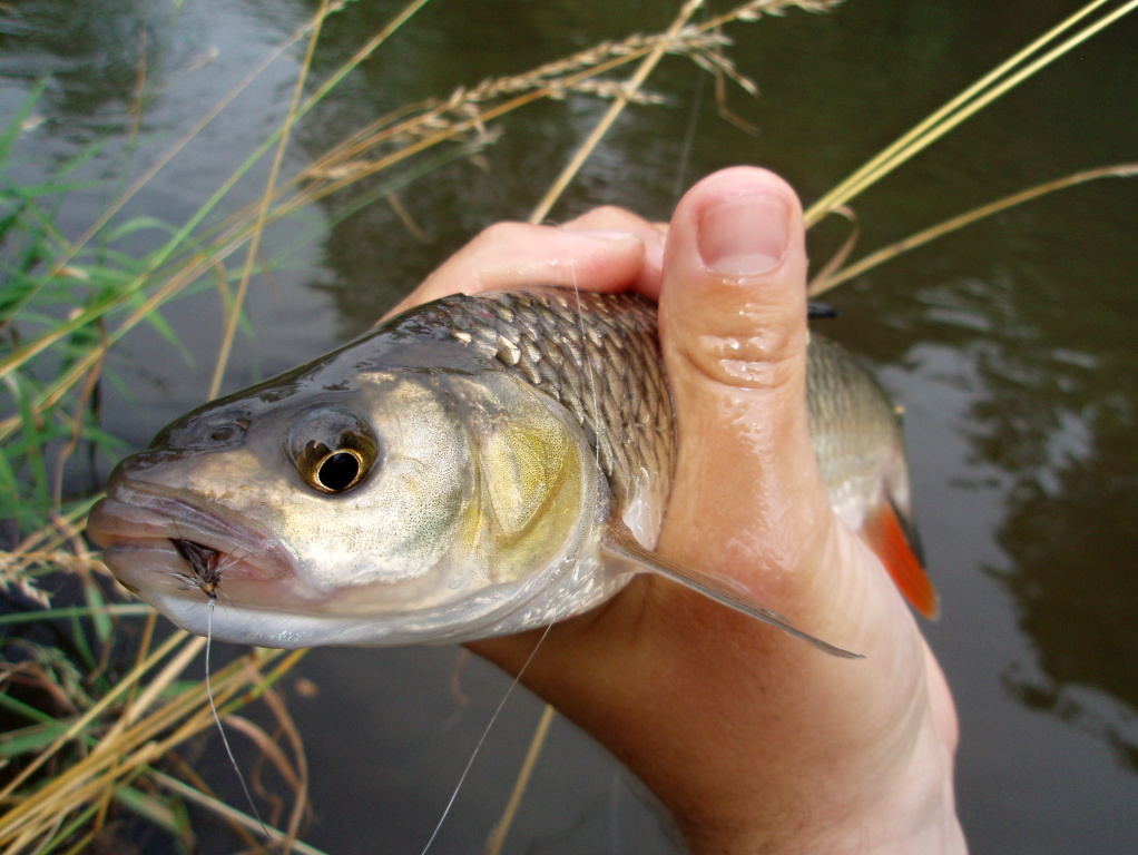 Volba byla spr�vn� - Championship Caddis slav� prvn� �sp�ch