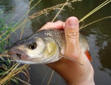 Volba byla správná - Championship Caddis slaví první úspěch