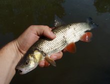 Další oklamaný - Tloušti jsou krásně vybarvené a co se týče braní suchých mušek velice vděčné ryby