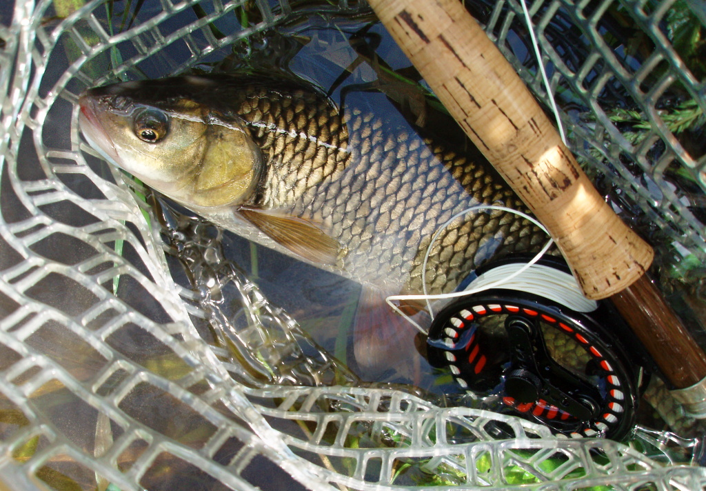 Dal��m hodem byl oklaman� hezky vzrostl� tlou��, kter� si pro such�ho chrost�ka vyjel ze st�nu p�evisl�ch v�tv�