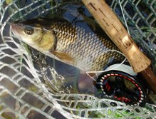 Dalším hodem byl oklamaný hezky vzrostlý tloušť, který si pro suchého chrostíka vyjel ze stínu převislých větví