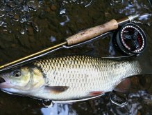 Pěkný zmasilý tloušť zkrátka nemohl odolat. Dobré znamení, velikost ryb se zvětšuje!