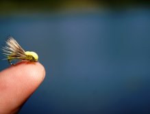 Balloon Caddis Olive - Dobře viditelný suchý vzor pro hladové pstruhy a tlouště.