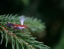 Parachute Caddis - K mému překvapení skvěle plovoucí vzor... A samozřejmě také velice úspěšná suchá muška pro pstruhy!
