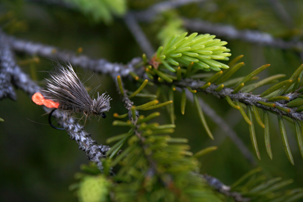 SR CDC Double Wing Caddis - Modern� such� mu�ka obl�ben� poto��ky, duh�ky a tlou�ti, jak ji� jist� dob�e v�te.