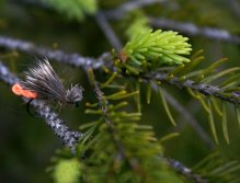 SR CDC Double Wing Caddis - Moderní suchá muška oblíbená potočáky, duháky a tloušti, jak již jistě dobře víte.