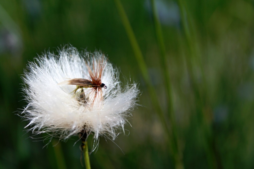 Green Peter - Hrdina na�eho minul�ho banneru! Tradi�n� a velice ��inn� ���n� a jezern� such� mu�ka.