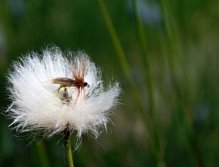 Green Peter - Hrdina našeho minulého banneru! Tradiční a velice účinná říční a jezerní suchá muška.