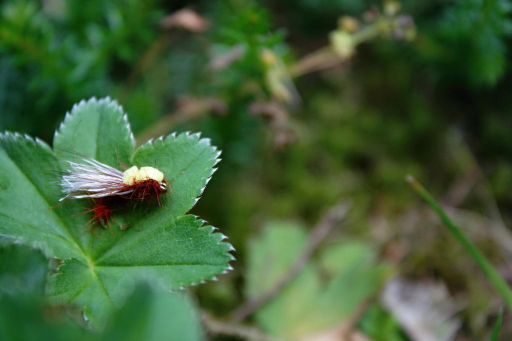 Balloon Caddis Orange - Oran�ov� br�ka p�edchoz�ho Balloon Caddis vzoru. Samoz�ejm� nem�n� �sp�n�!