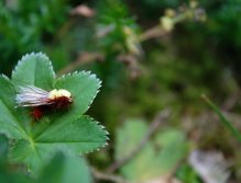 Balloon Caddis Orange - Oranžový bráška předchozího Balloon Caddis vzoru. Samozřejmě neméně úspěšný!
