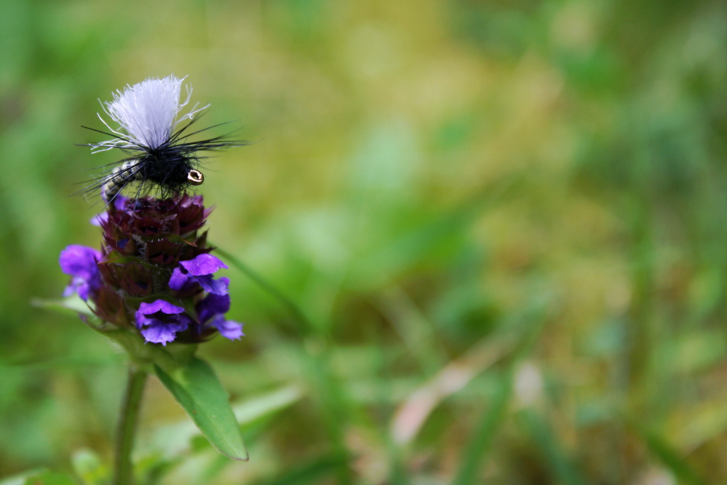Grannom Pupa Para Emerger - Velice p�kn� a p�irozen� vyhl�ej�c� such� mu�ka, kter� nemohou odolat nejen pstruzi, ale i velc� lipani! Skv�le viditeln� pro n�s mu�ka�e d�ky velk�mu �ed�mu parachute k�id�lku!