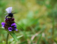 Grannom Pupa Para Emerger - Velice pěkná a přirozeně vyhlížející suchá muška, které nemohou odolat nejen pstruzi, ale i velcí lipani! Skvěle viditelná pro nás muškaře díky velkému šedému parachute křidélku!