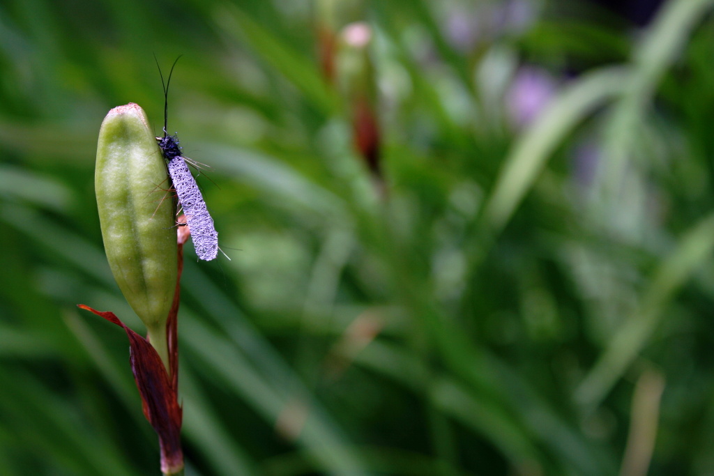 Taff's Black Caddis - Kr�sn� uk�zka modern�ho chrost�kov�ho vzoru se skv�lou siluetou, kterou ocen� ti nejv�t�� pstru�� gurm�ni po cel�m sv�t�!