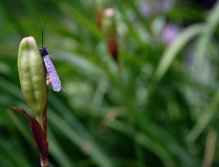 Taff's Black Caddis - Krásná ukázka moderního chrostíkového vzoru se skvělou siluetou, kterou ocení ti největší pstruží gurmáni po celém světě!