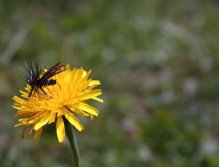 Alder - Skvělá tradiční suchá muška, zvláště úspěšná během denního i podvečerního letního lovu!