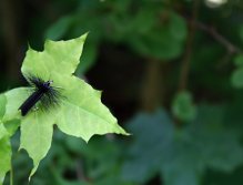 Caddis Black - Výtečný velký černý vzor suchého chrostíka! Zvláště úspěšný v zarostlých partiích, kde číhají ti největší z největších!
