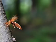 Cinnamon Sedge - Tradiční pstruhová klasika! V celé své kráse nám ochotně pózuje ve svitu slunečních paprsků.