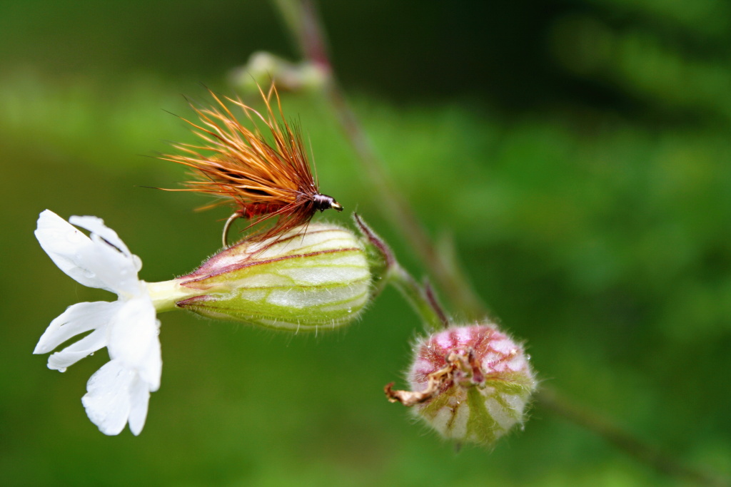 Caddis Andrzejs Polish - Velice poveden� napodobenina sko�icov�ho chrost�ka pat��c� do Fulling Mill Tactical Series... A proto by nem�la chyb�t v krabi�ce prav�ho milovn�ka such�ch letn�ch lov�! 