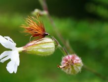 Caddis Andrzejs Polish - Velice povedená napodobenina skořicového chrostíka patřící do Fulling Mill Tactical Series... A proto by neměla chybět v krabičce pravého milovníka suchých letních lovů!